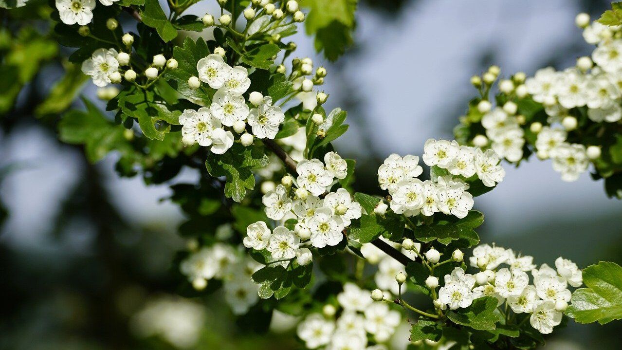 15 травня - яке сьогодні свято, що не можна робити, день в Україні 15 травня - яке сьогодні свято, що не можна робити, день в Україні