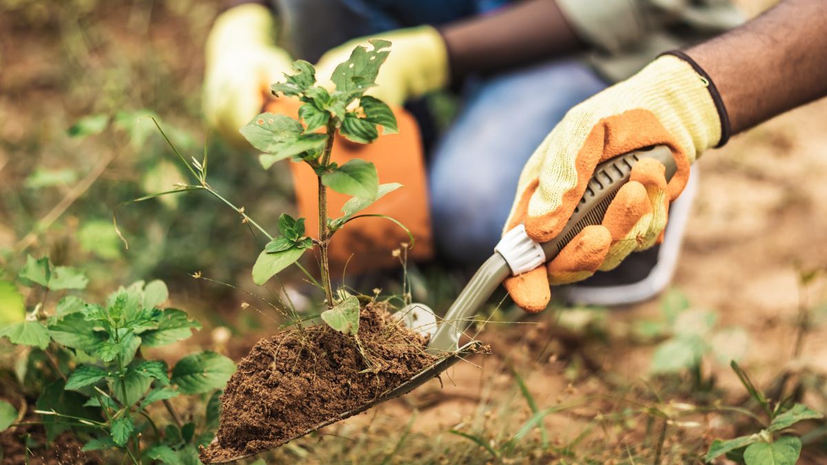 Як висаджувати помідори у відкриту землю Як висаджувати помідори у відкриту землю