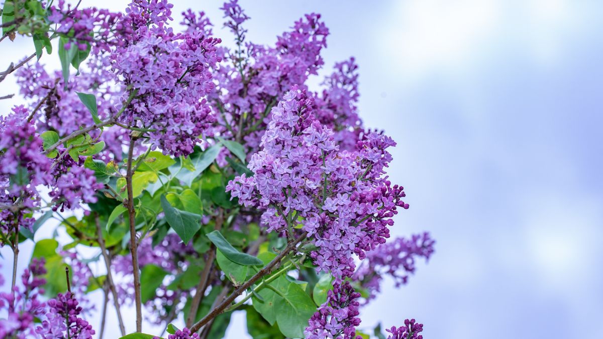 Чому не можна зривати бузок Чому не можна зривати бузок