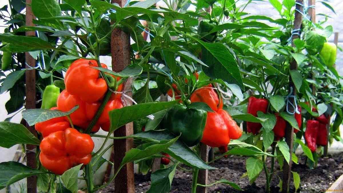 Как пересадить перец в открытую почву Как пересадить перец в открытую почву