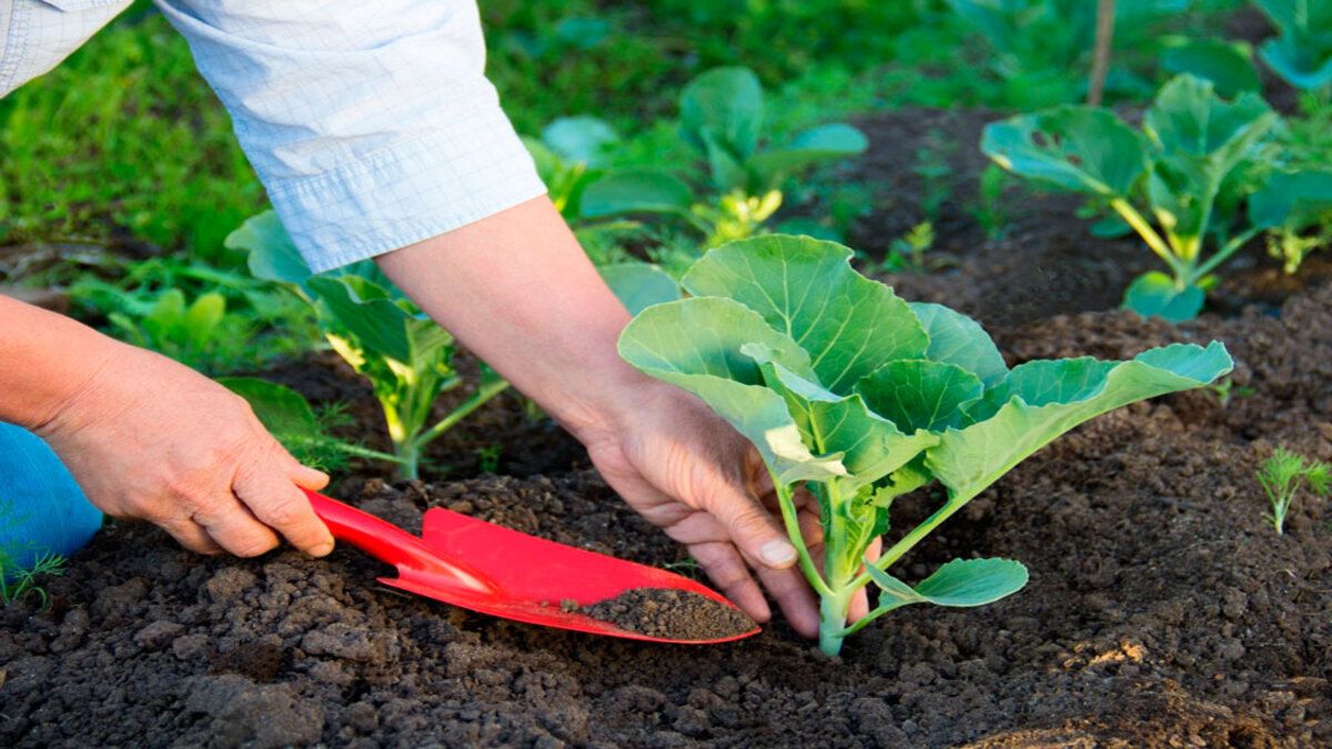 Як садити капусту в землю