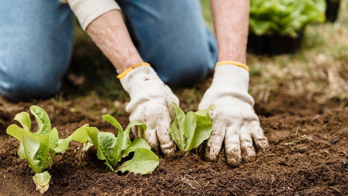 Посевный календарь на июнь 2023 года Посевный календарь на июнь 2023 года