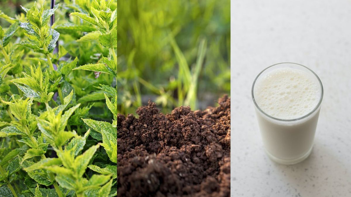 Чим підживити помідори після посадки в ґрунт Чим підживити помідори після посадки в ґрунт