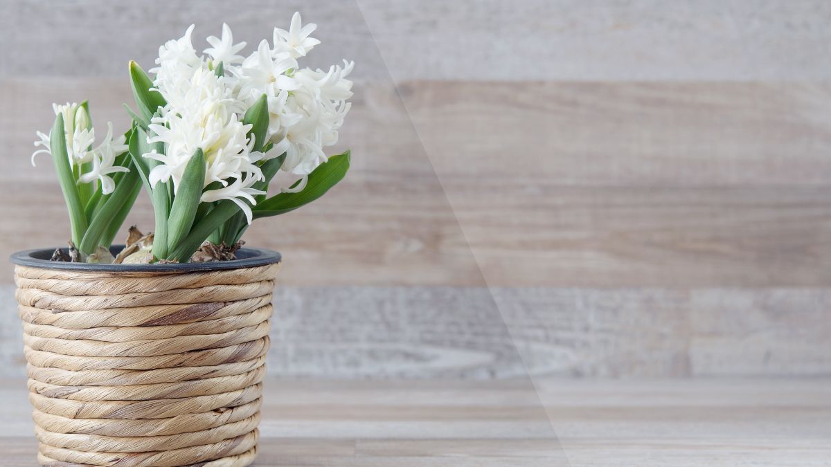 Что положить на дно горшка, чтобы цветок пышно цвел Что положить на дно горшка, чтобы цветок пышно цвел