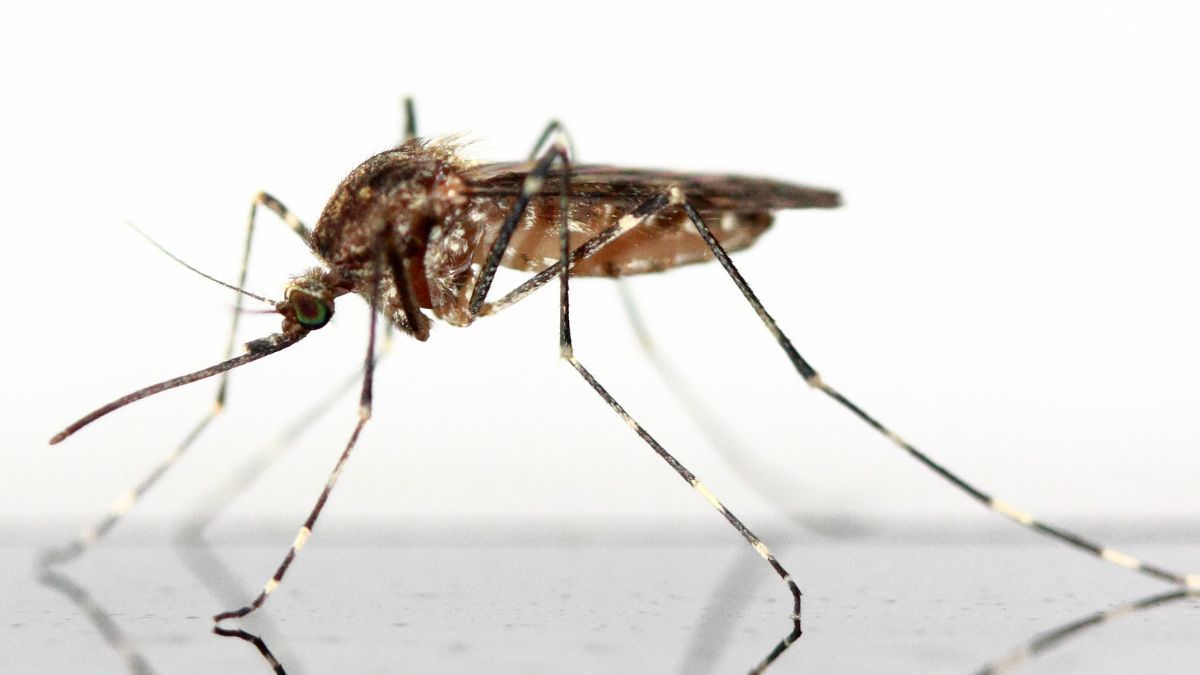 Як боротися з комарами та іншими комахами: 5 ефективних засобів, які їх відлякають - Lifestyle 24