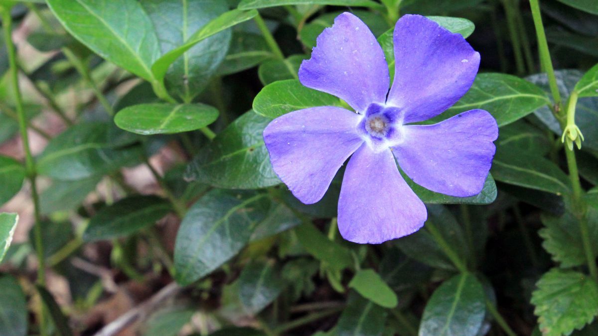Чи можна садити барвінок весною Чи можна садити барвінок весною