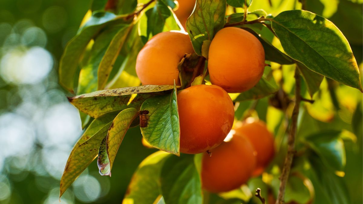 Як посадити хурму весною Як посадити хурму весною