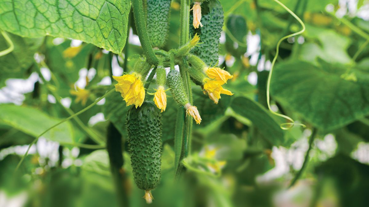 Чем нельзя подкармливать огурцы Чем нельзя подкармливать огурцы