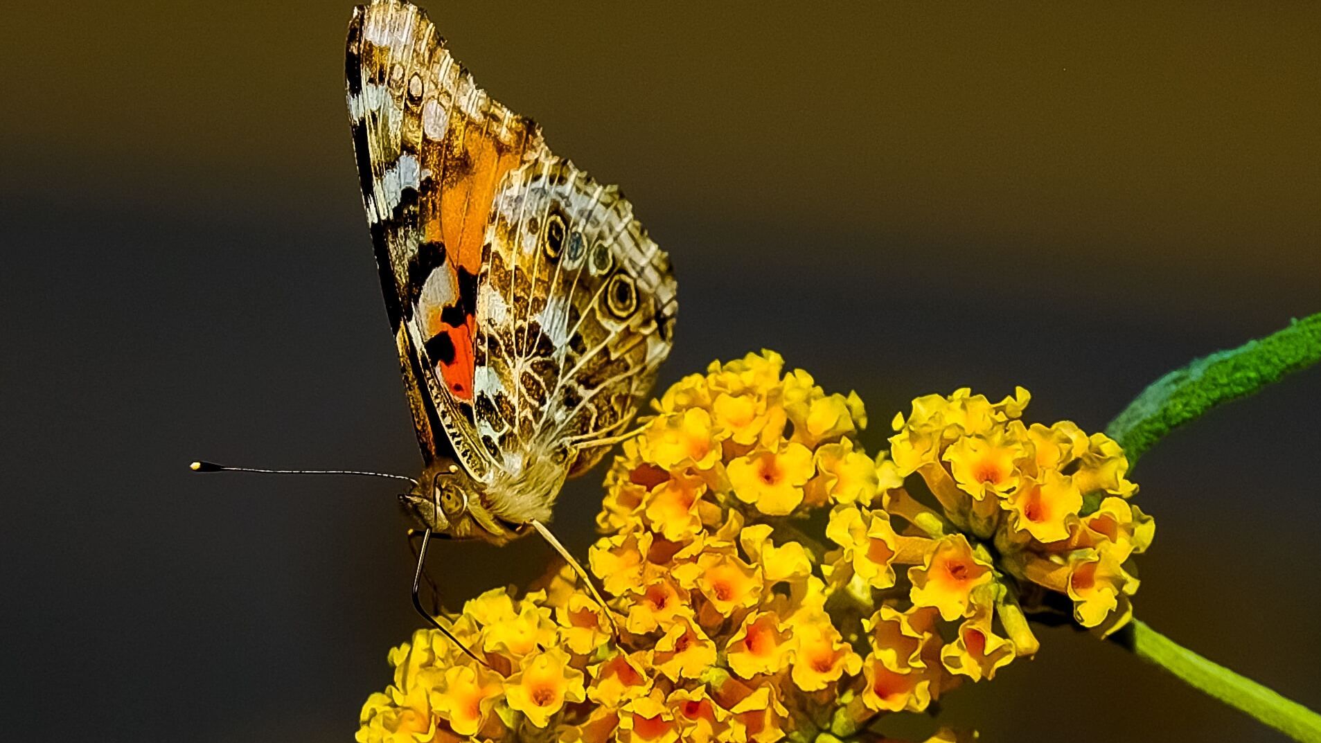 19 травня - яке сьогодні свято і що не можна робити, у кого іменини 19 травня - яке сьогодні свято і що не можна робити, у кого іменини