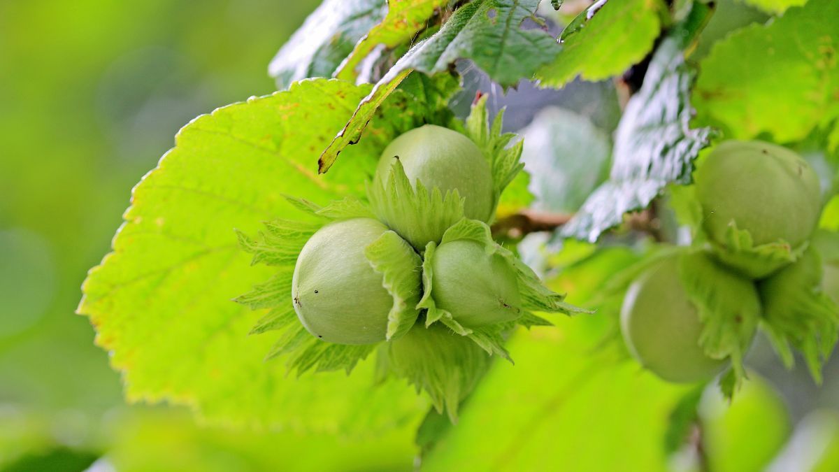 Как сажать фундук Как сажать фундук