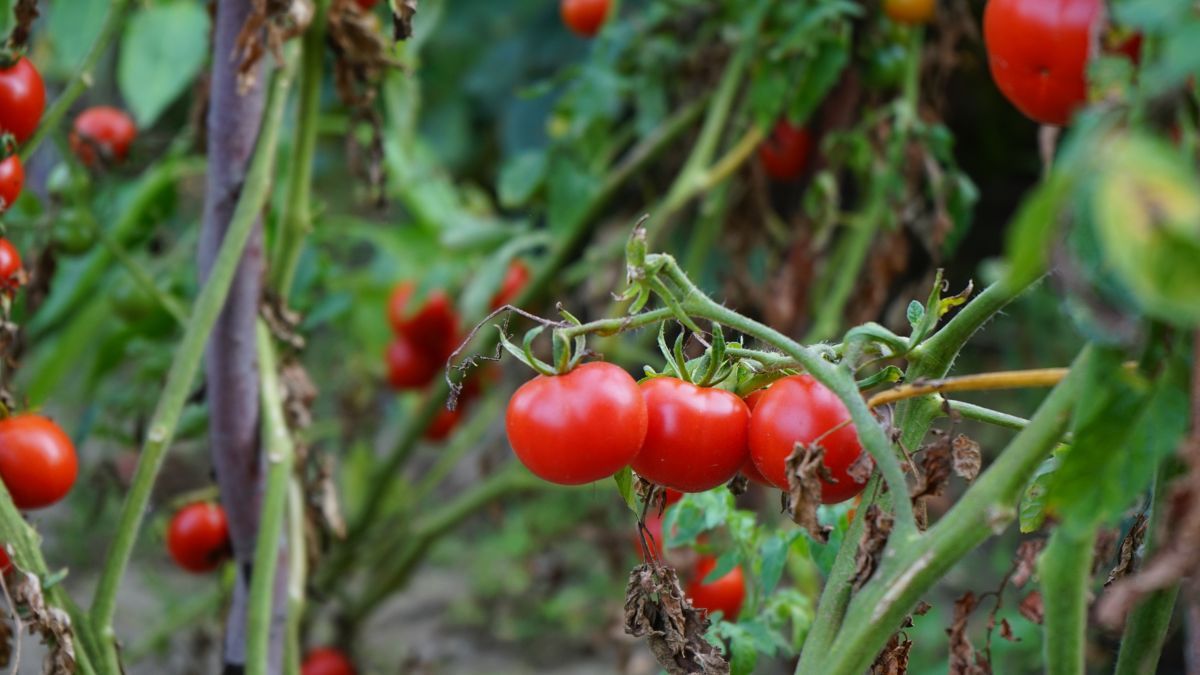 Коли садити помідори за посівним календарем