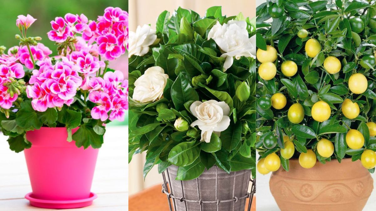 Кімнатні рослини, які дуже гарно пахнуть Кімнатні рослини, які дуже гарно пахнуть