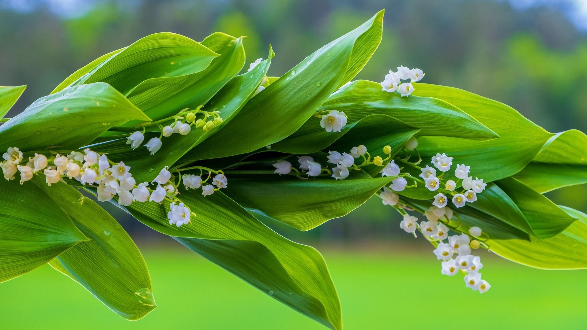 21 мая – какой сегодня праздник в церкви, что нельзя делать 21 мая – какой сегодня праздник в церкви, что нельзя делать