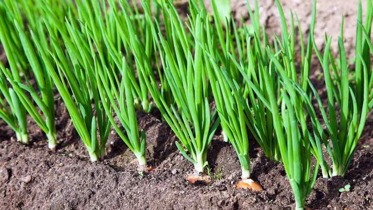 Чим підживити цибулю в травні Чим підживити цибулю в травні