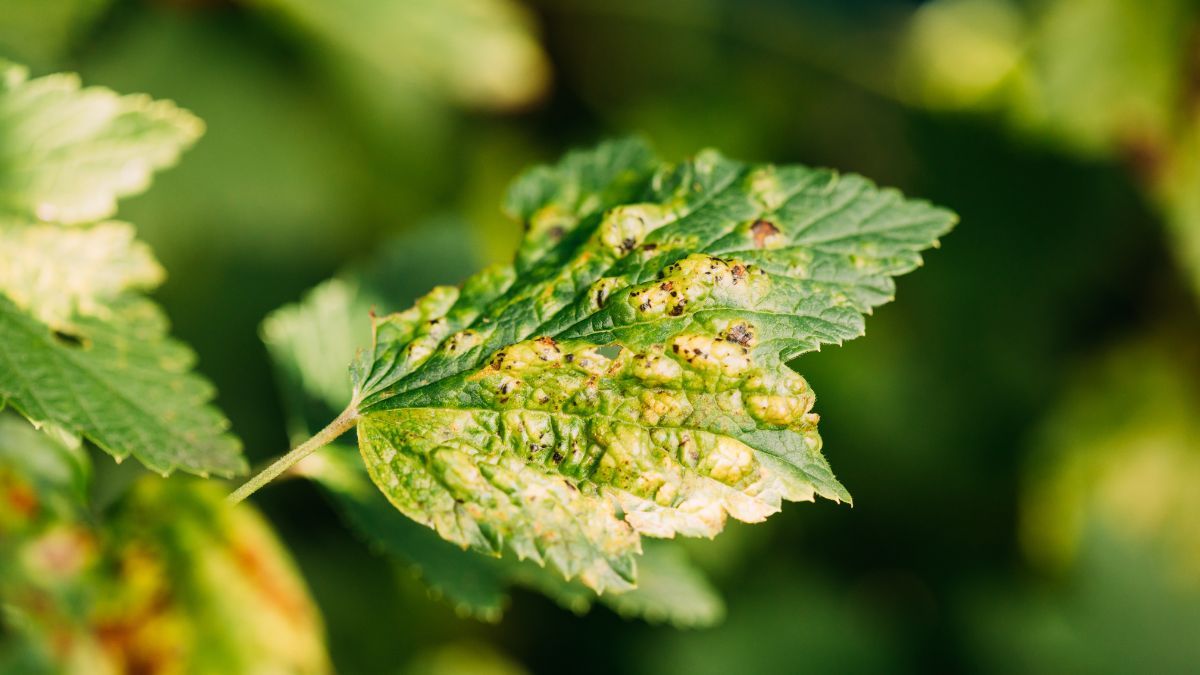 Чому жовтіє листя на смородині Чому жовтіє листя на смородині