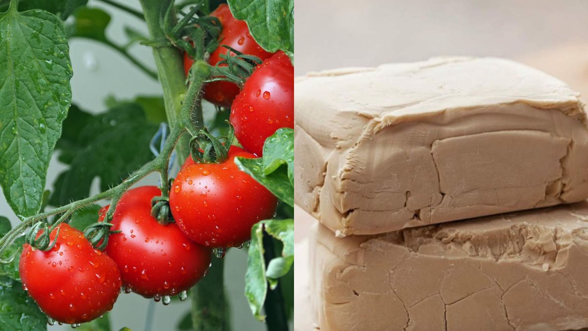 Як підживити помідори дріжджами Як підживити помідори дріжджами