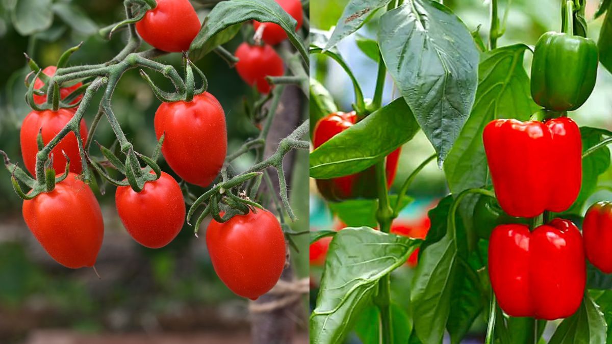 Чи можна садити перець біля помідорів