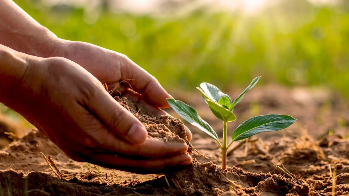 Когда высаживать рассаду в открытую почву Когда высаживать рассаду в открытую почву