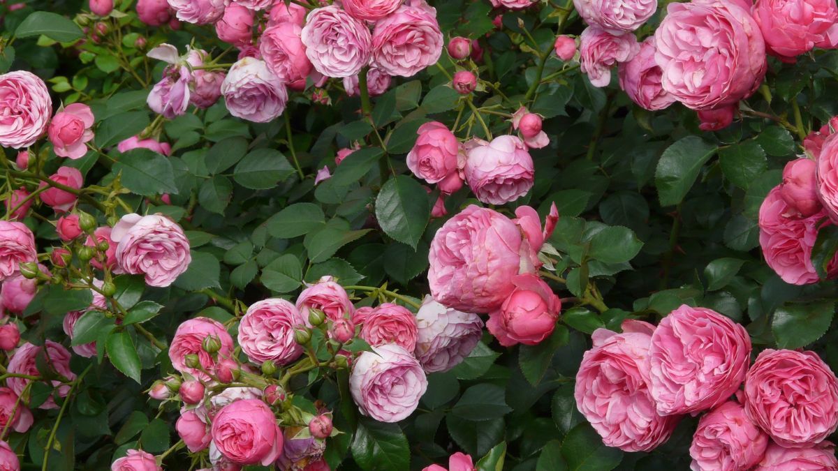 Найкраще добриво для троянд Найкраще добриво для троянд