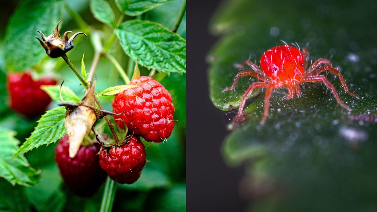 Як боротися з павутинним кліщем на малині Як боротися з павутинним кліщем на малині
