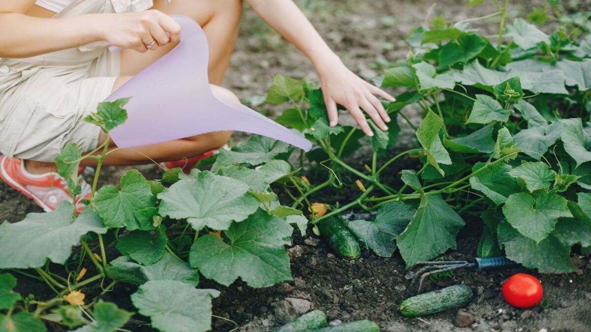 Как поливать огурцы Как поливать огурцы