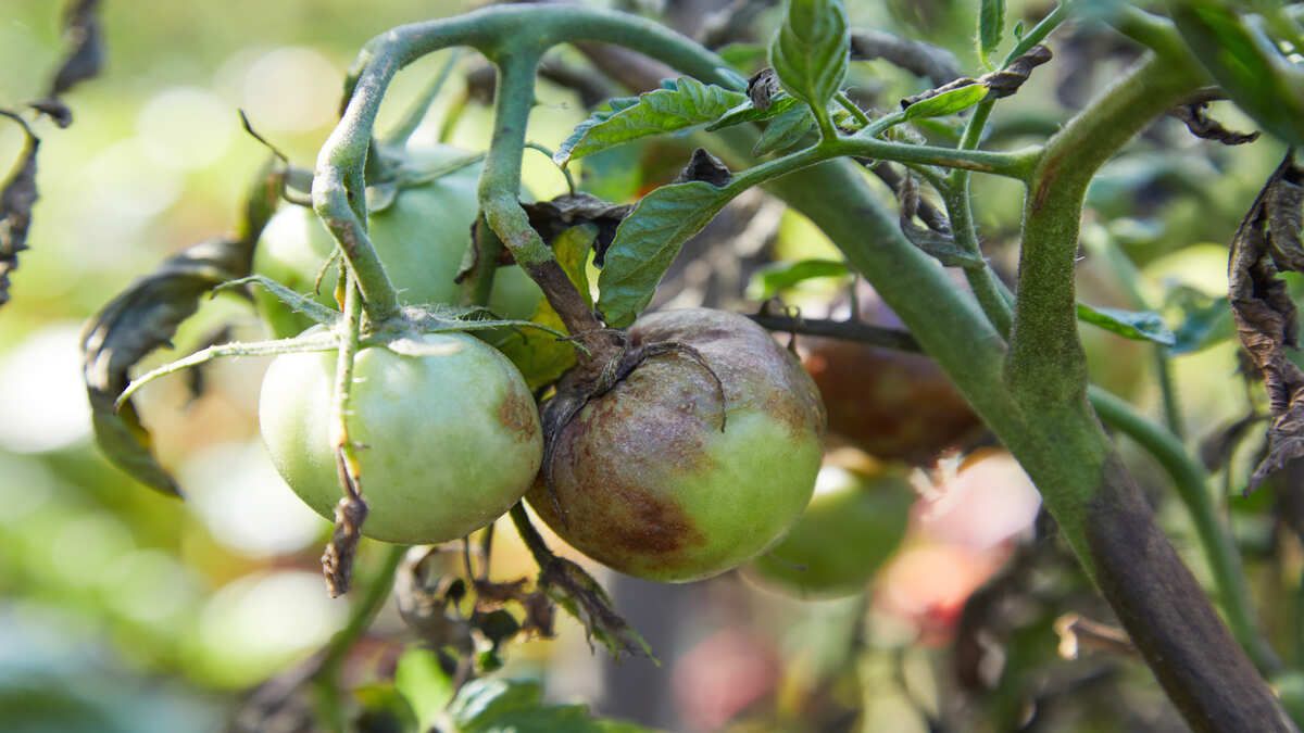Чем и когда обрабатывать помидоры от фитофторов