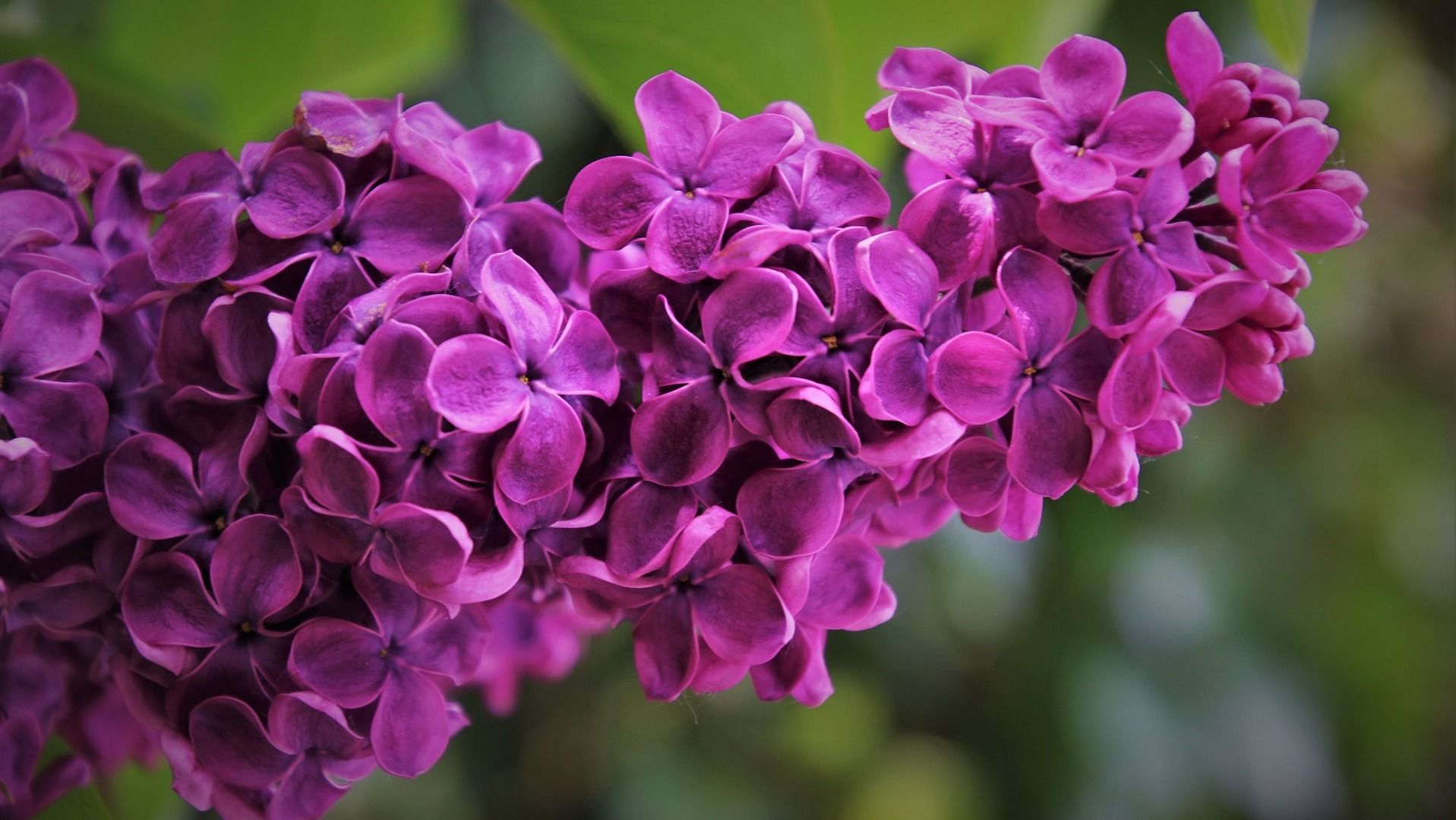 Яке свято 26 травня Яке свято 26 травня