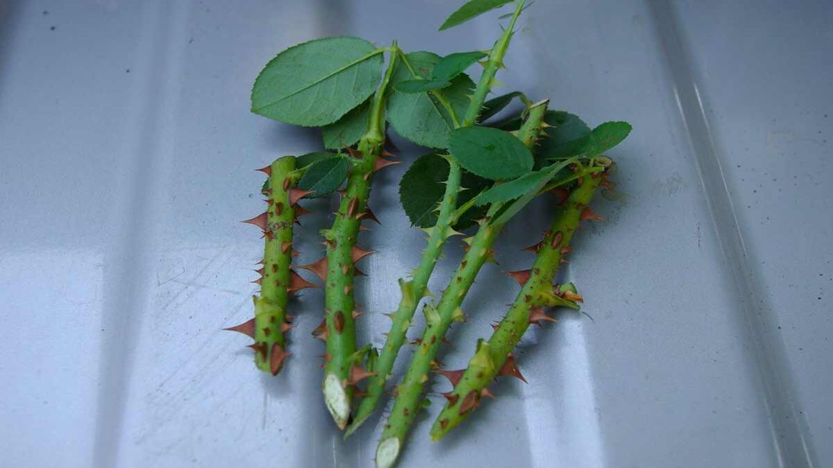 Как посадить розу из веточки Как посадить розу из веточки