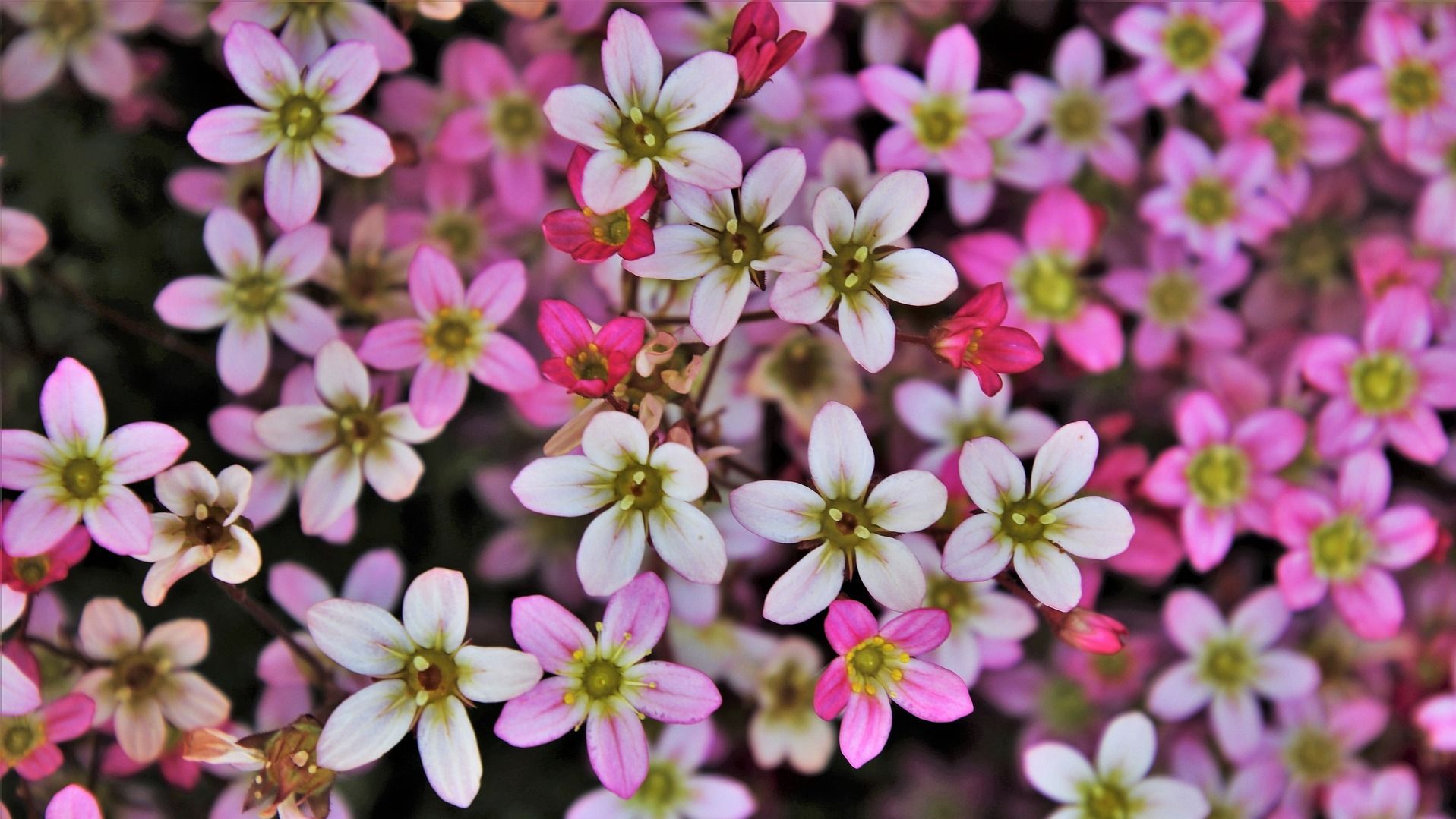 Яке свято 27 травня Яке свято 27 травня