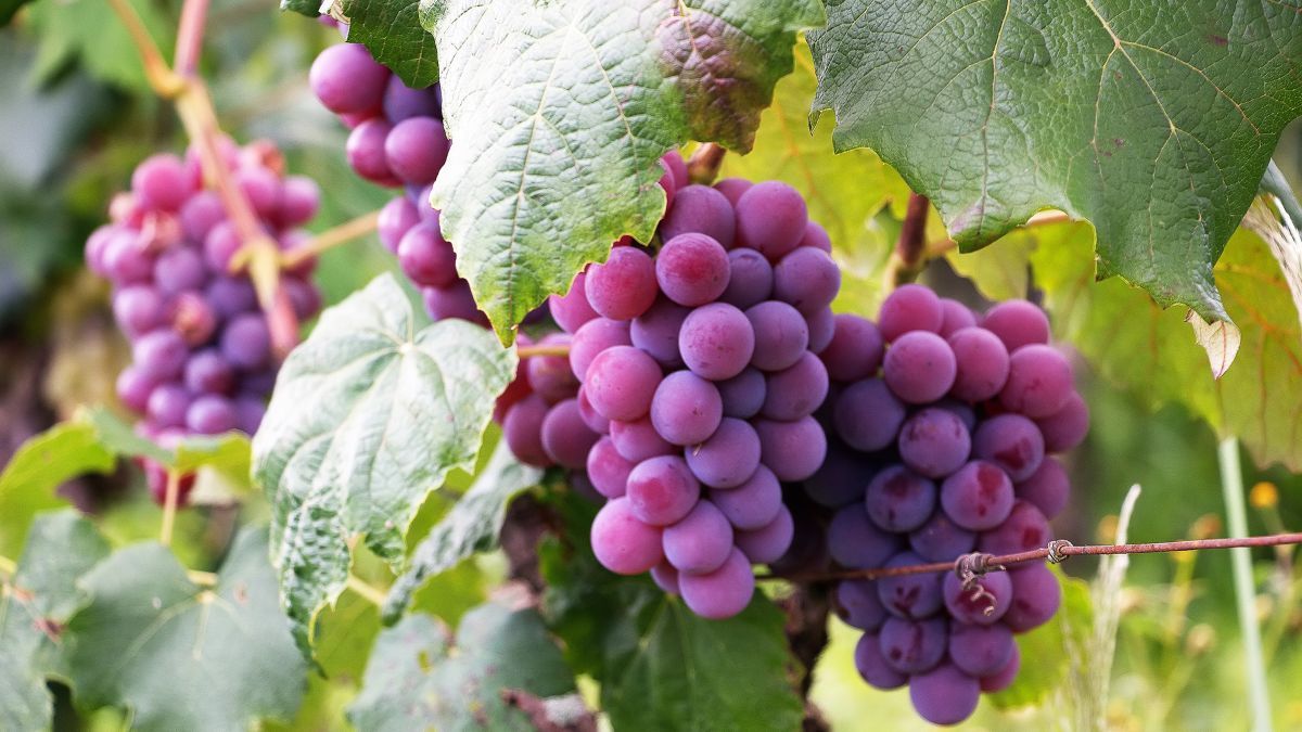 Як правильно посадити виноград
