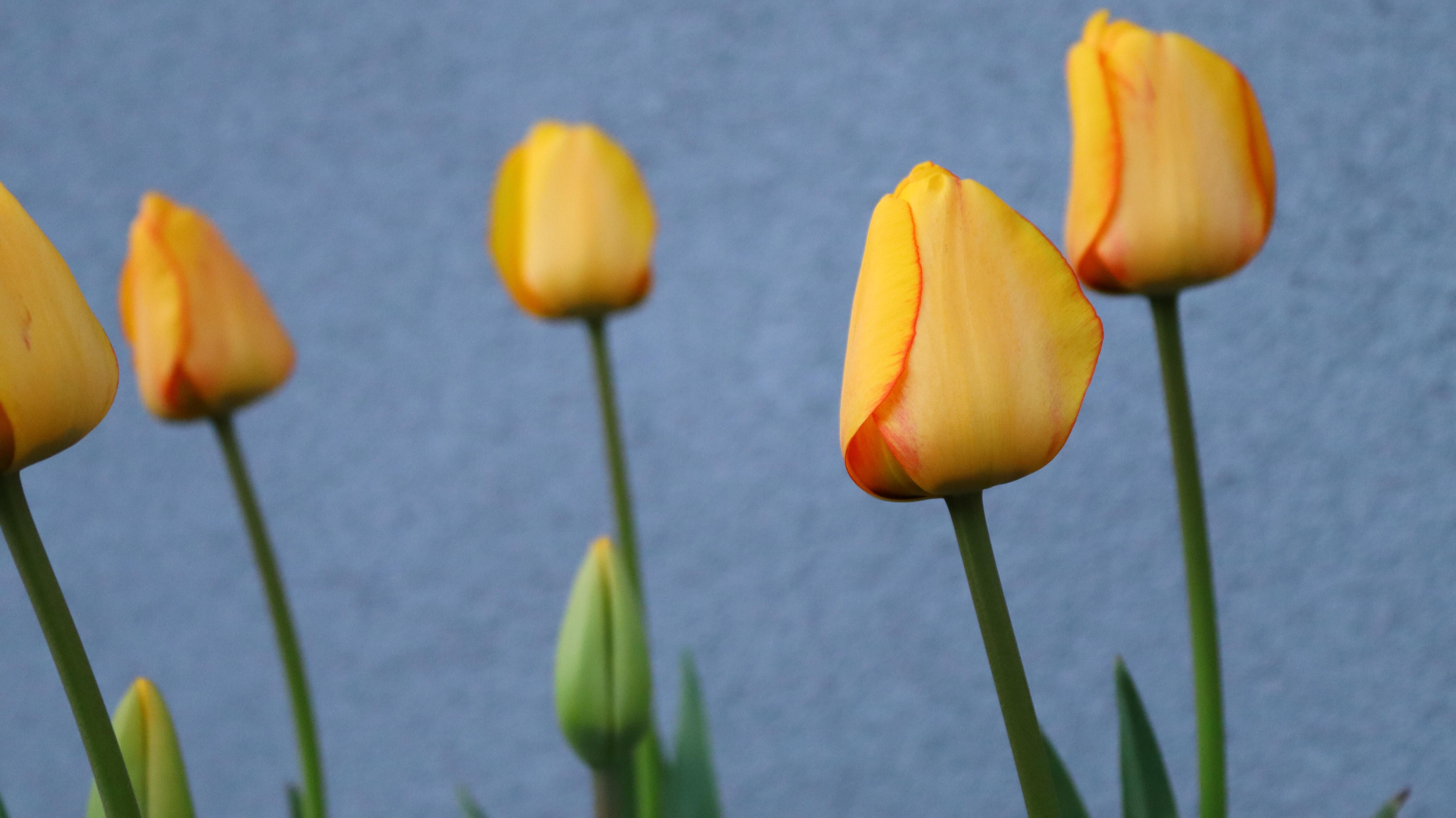 Какой праздник 28 мая Какой праздник 28 мая