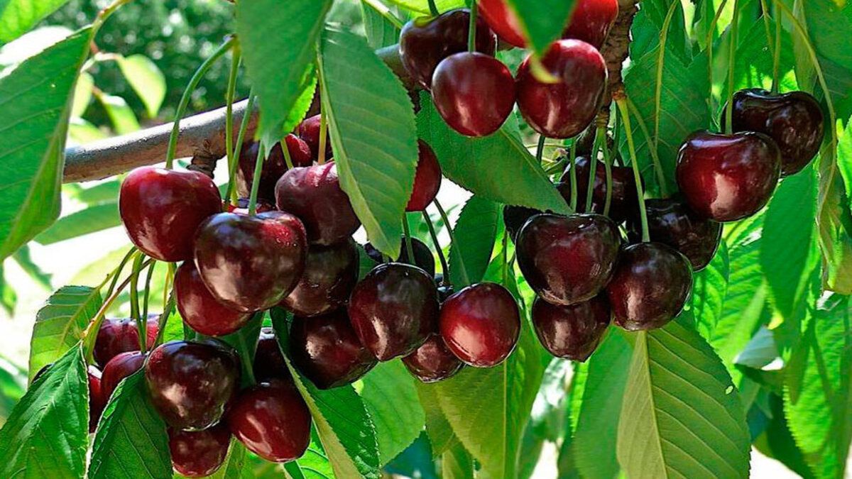 Когда созревает черешня Когда созревает черешня