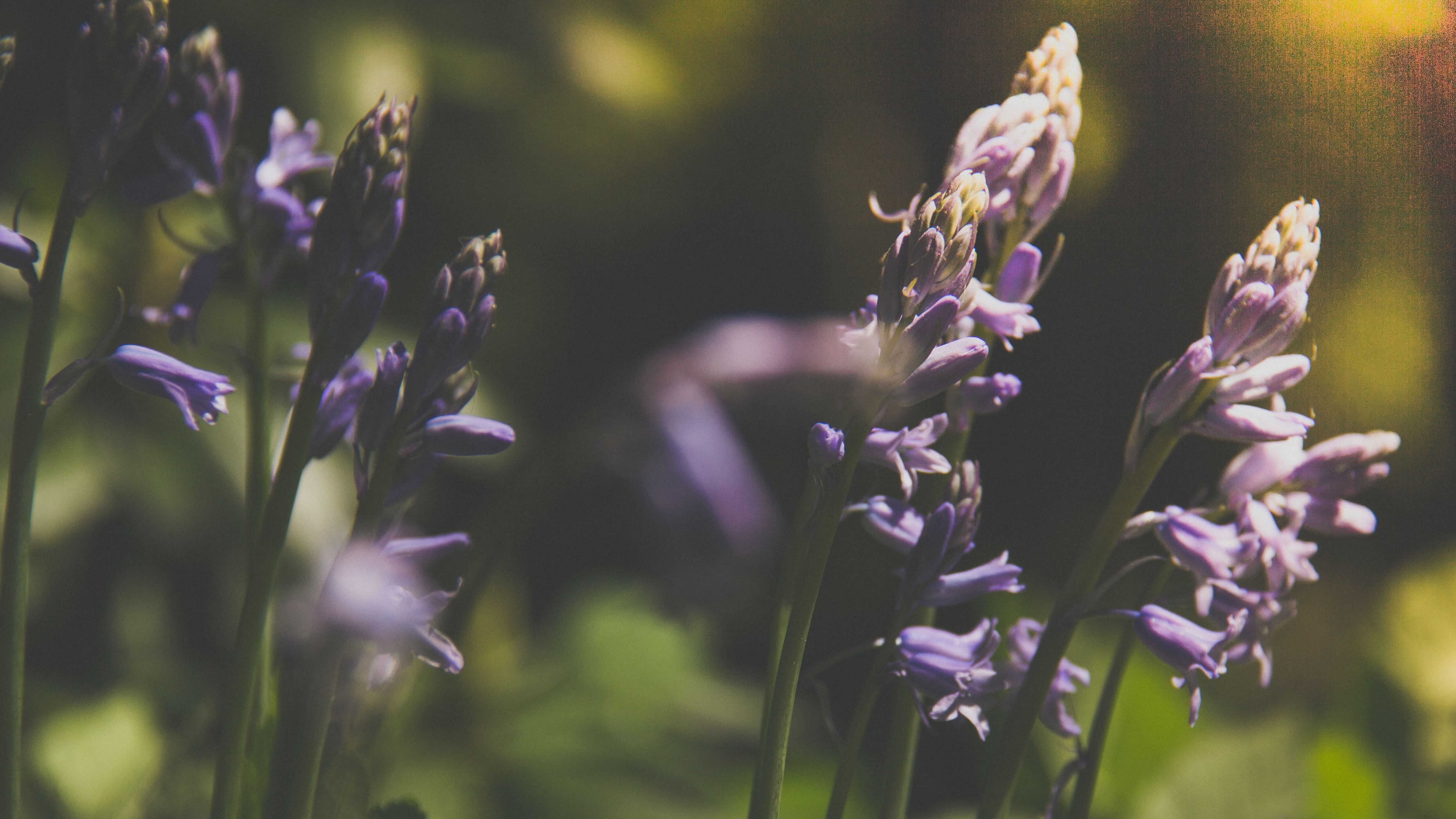 Какой праздник 29 мая Какой праздник 29 мая