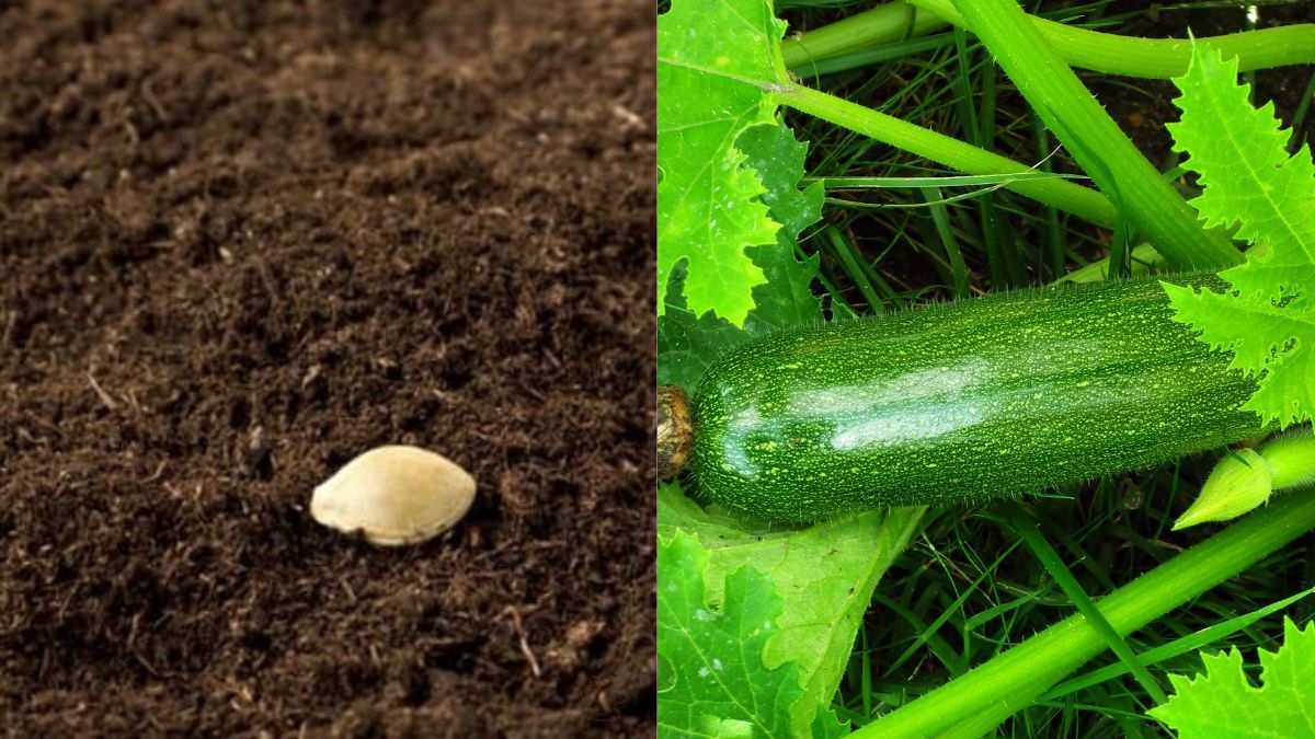 Когда сходят кабачки после посева Когда сходят кабачки после посева