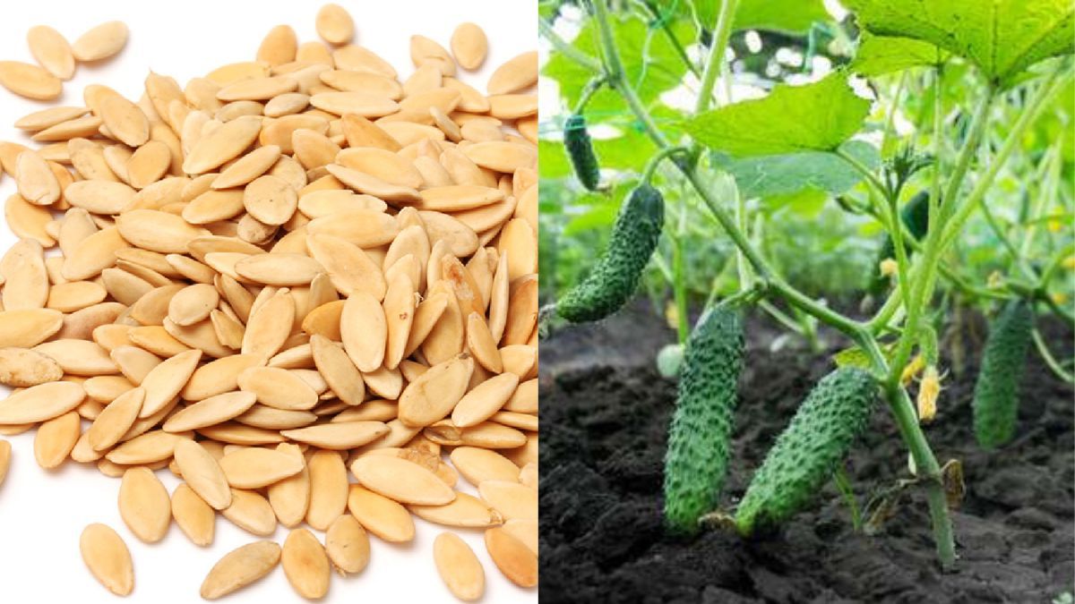 Посівний календар на червень - коли садити огірки Посівний календар на червень - коли садити огірки