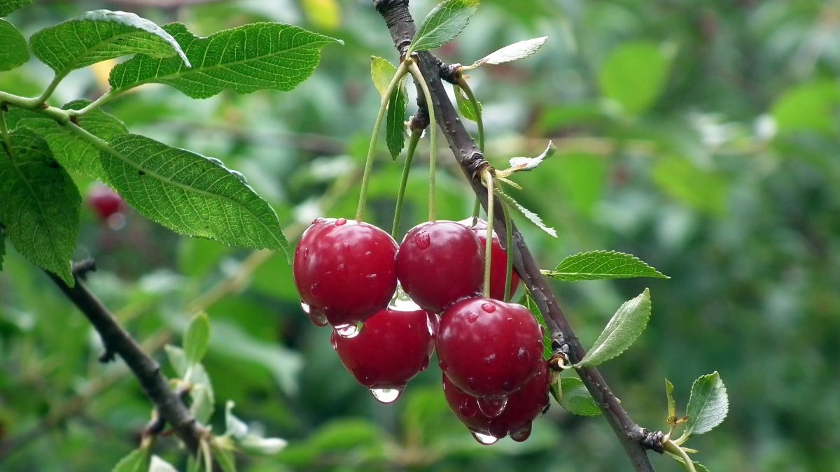 Как уберечь черешню от болезней Как уберечь черешню от болезней