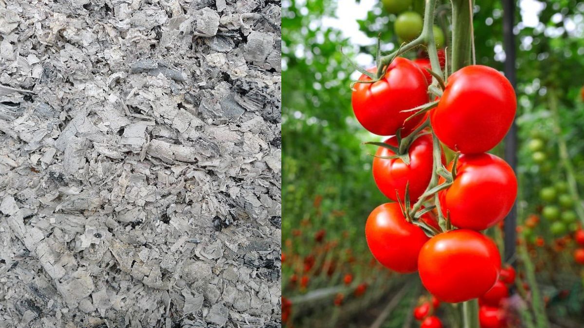 Как подкормить помидоры пеплом. Как подкормить помидоры пеплом.