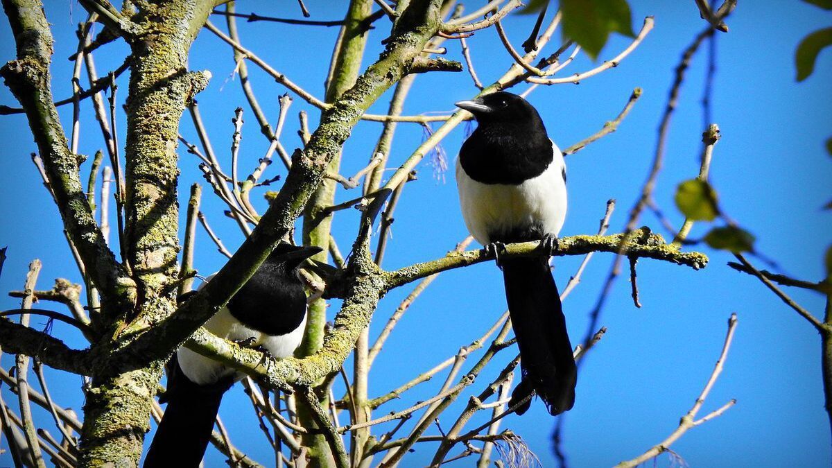 Почему нельзя прогонять сороку из огорода Почему нельзя прогонять сороку из огорода