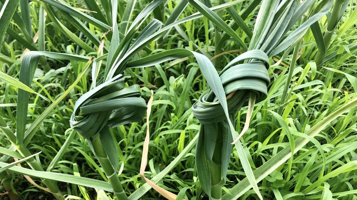 Зачем чеснок на грядке завязывают узлом Зачем чеснок на грядке завязывают узлом