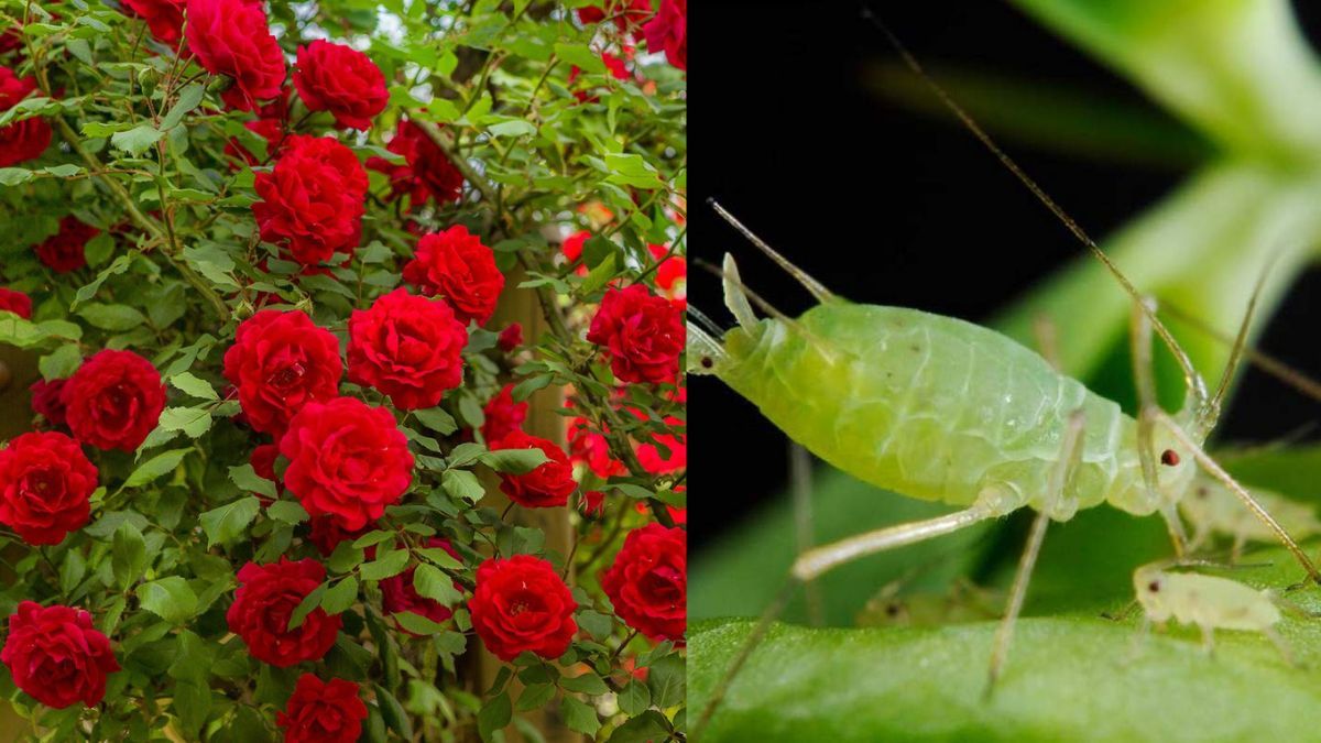 Як врятувати троянди від попелиці Як врятувати троянди від попелиці