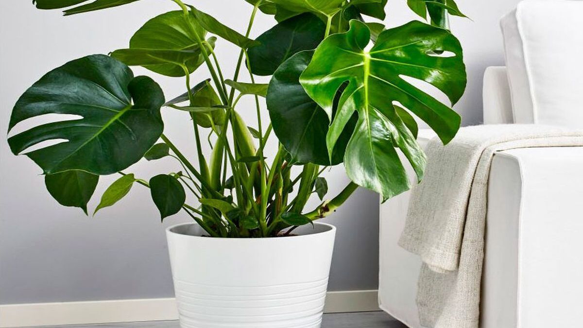 Чем протирать комнатные растения от пыли Чем протирать комнатные растения от пыли