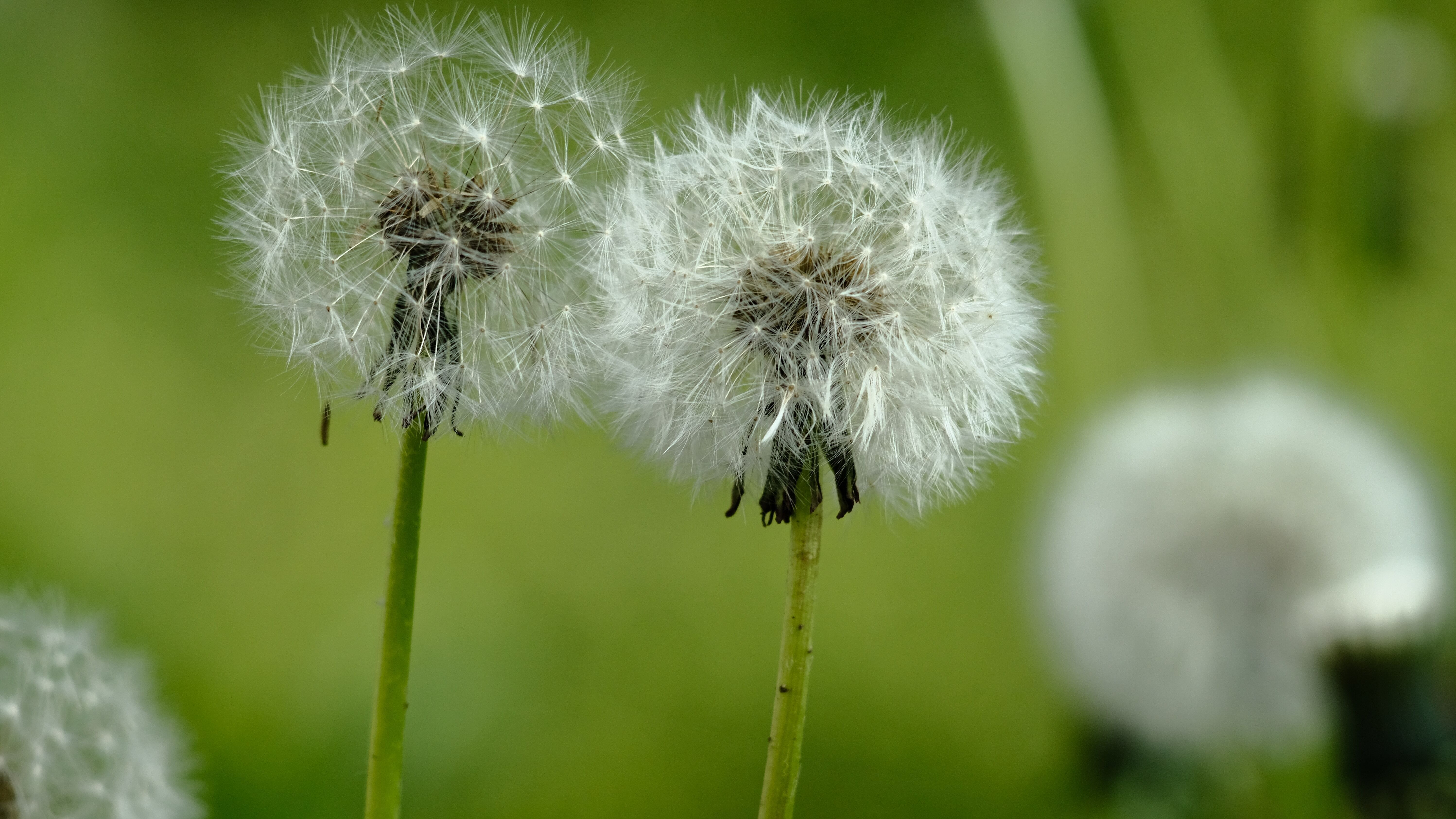 Яке свято 31 травня Яке свято 31 травня