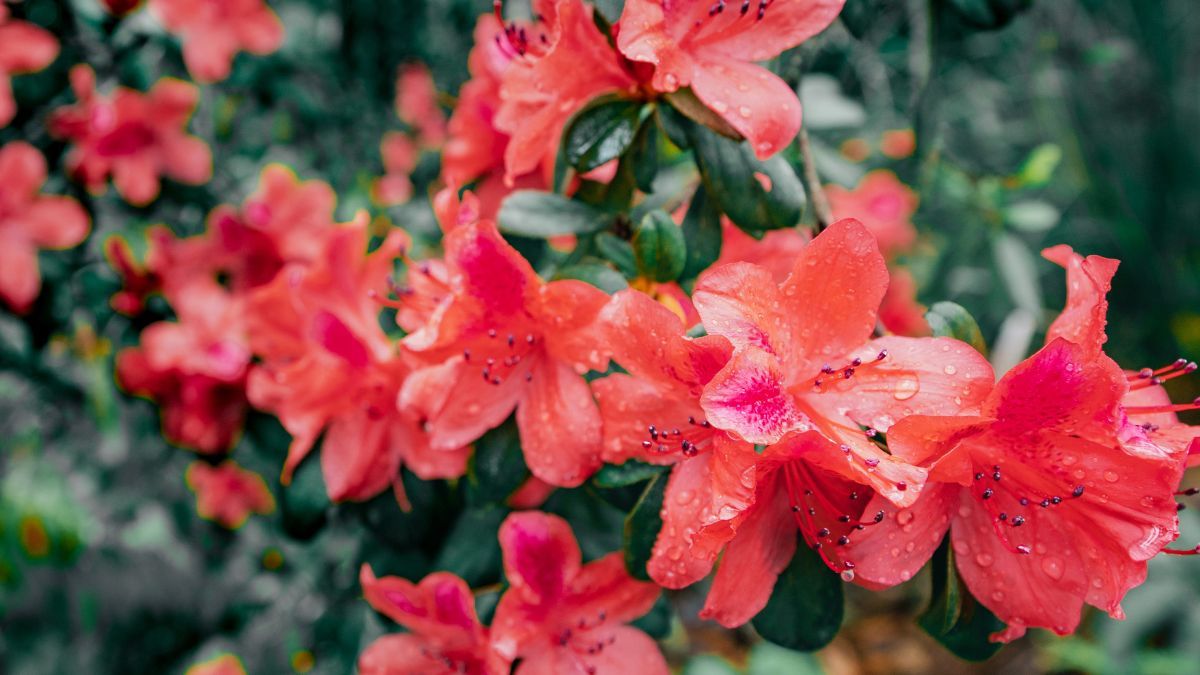 Как ухаживать за садовой азалией Как ухаживать за садовой азалией