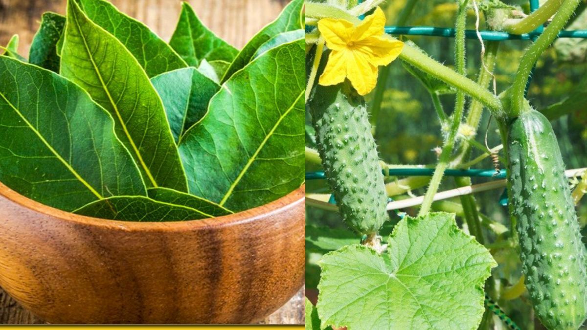 Как подкормить огурцы лавровым листом Как подкормить огурцы лавровым листом