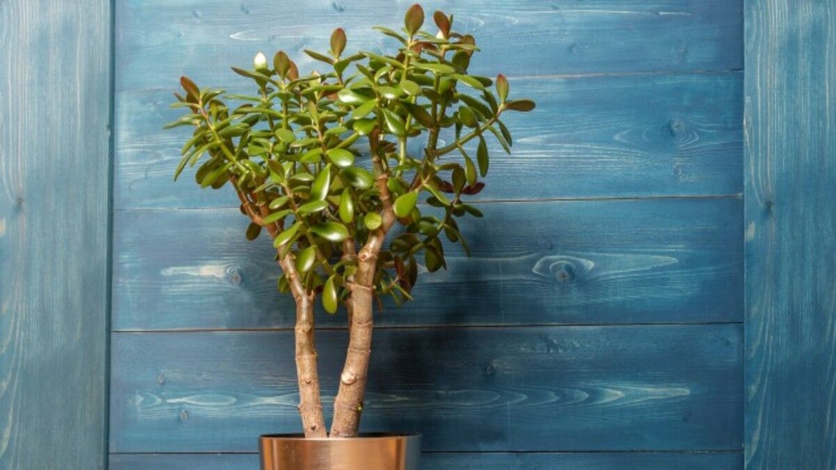 Що робити, якщо грошове дерево скидає листя Що робити, якщо грошове дерево скидає листя