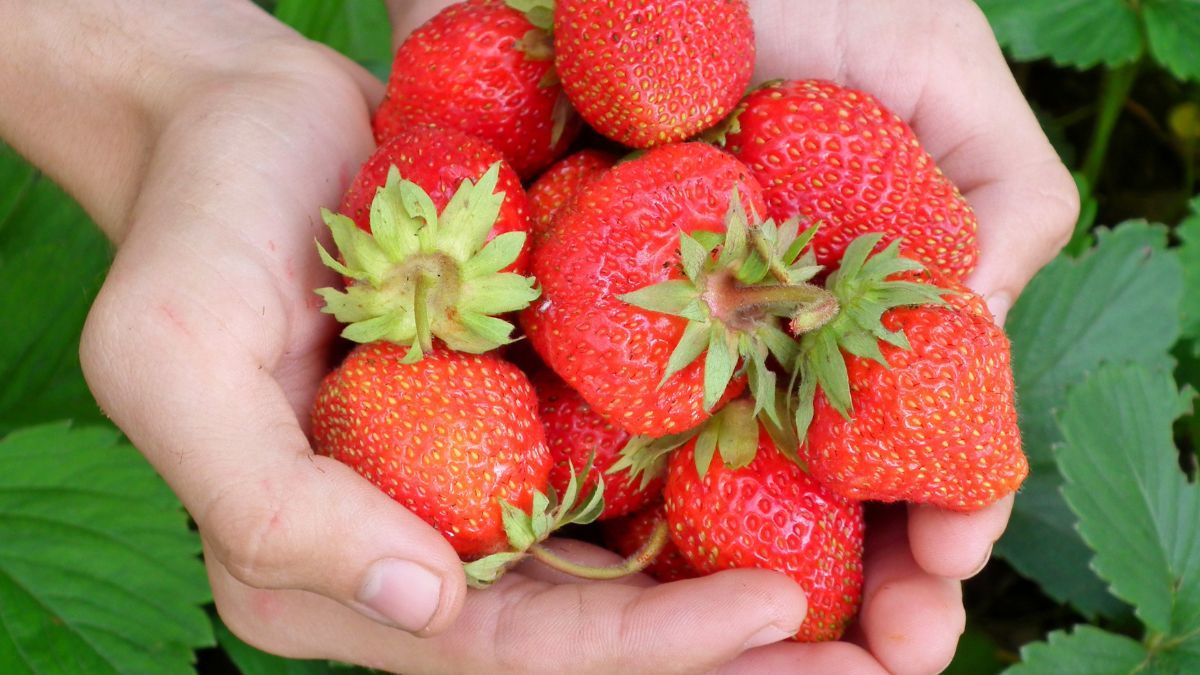 Коли збирати урожай полуниці Коли збирати урожай полуниці