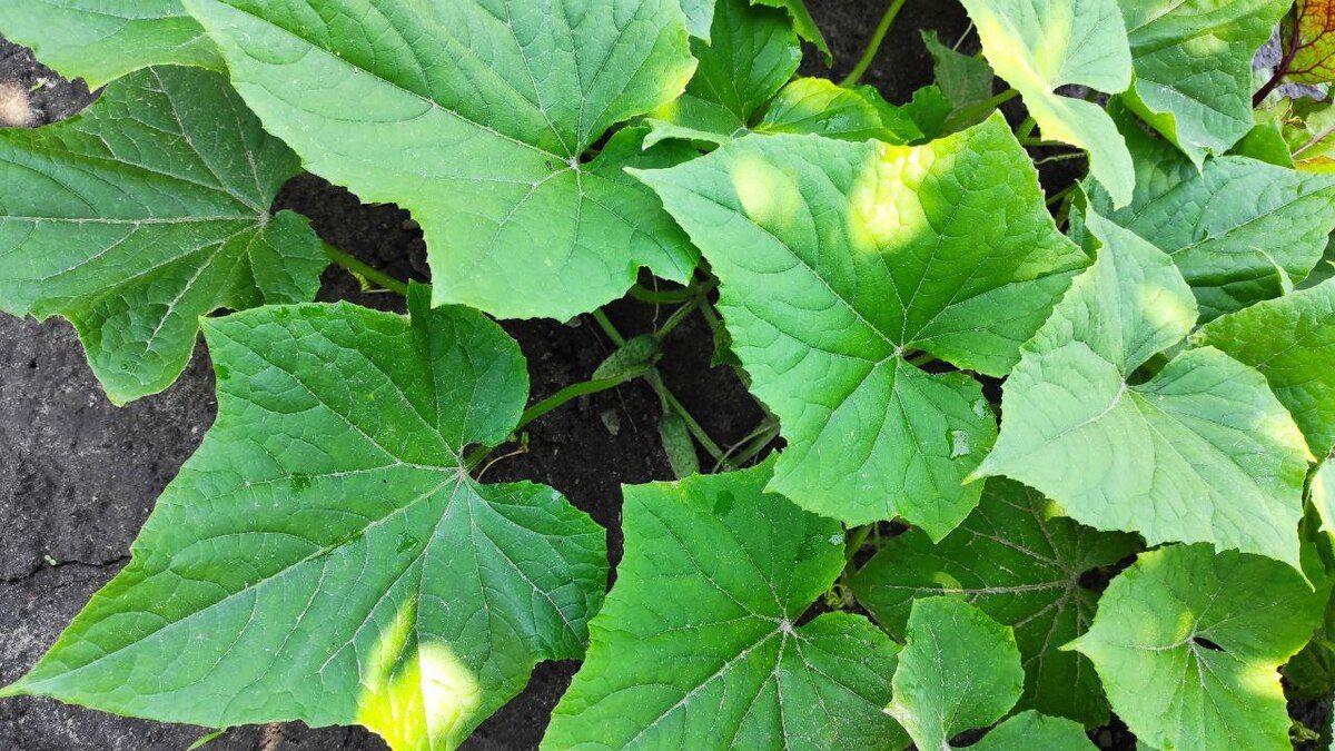 Что не стоит делать с засохшими листьями на грядке Что не стоит делать с засохшими листьями на грядке