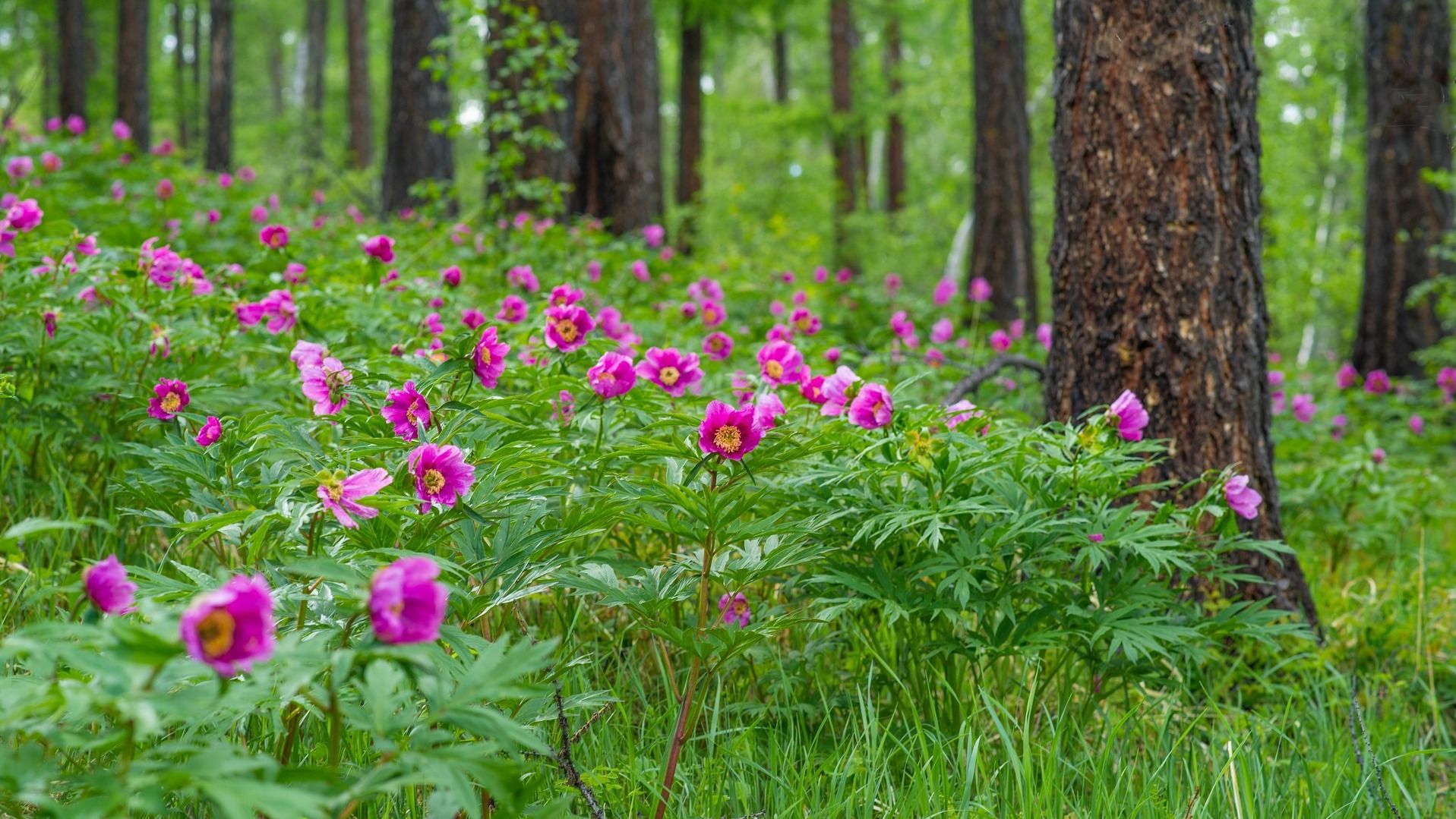 3 червня - яке сьогодні свято і що не можна робити, прикмети 3 червня - яке сьогодні свято і що не можна робити, прикмети