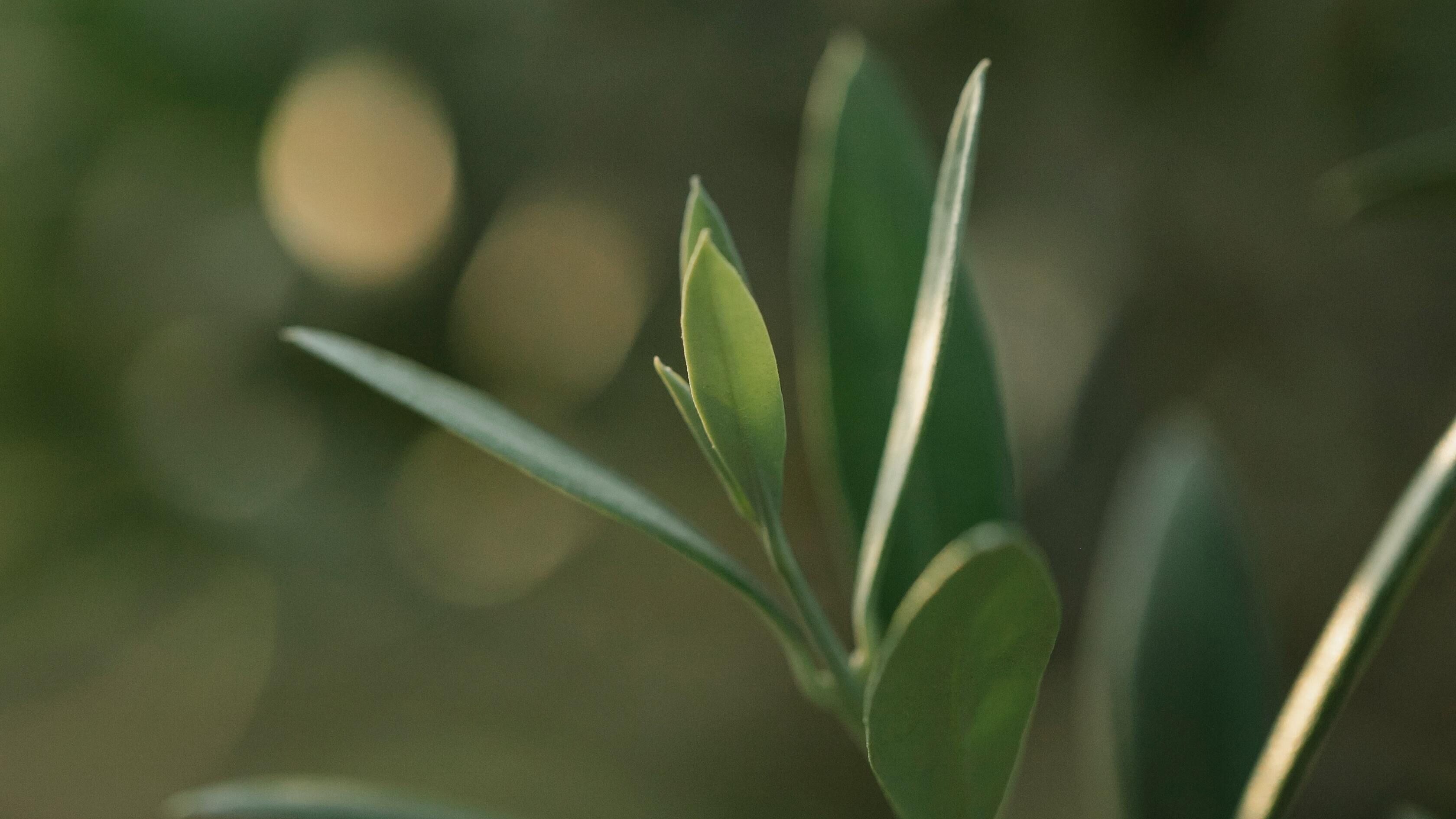 Какой праздник 4 июня Какой праздник 4 июня