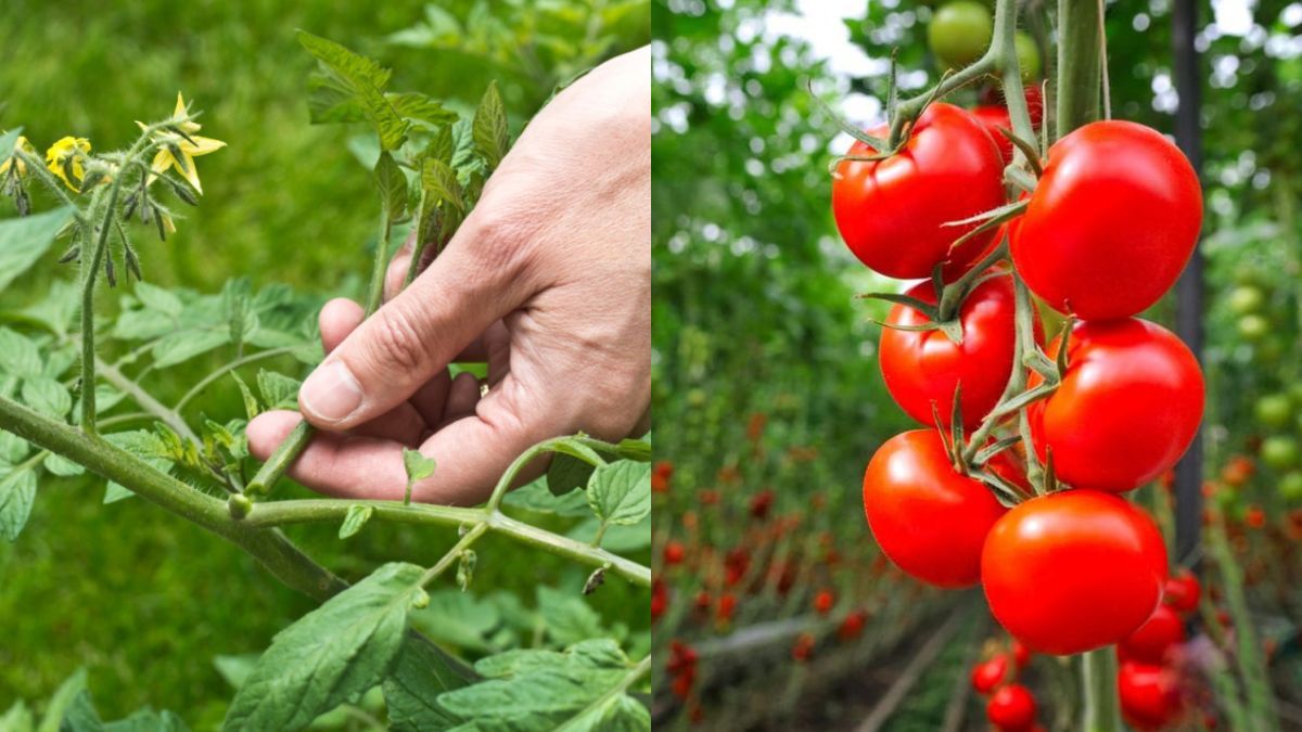 Як правильно пасинкувати помідори